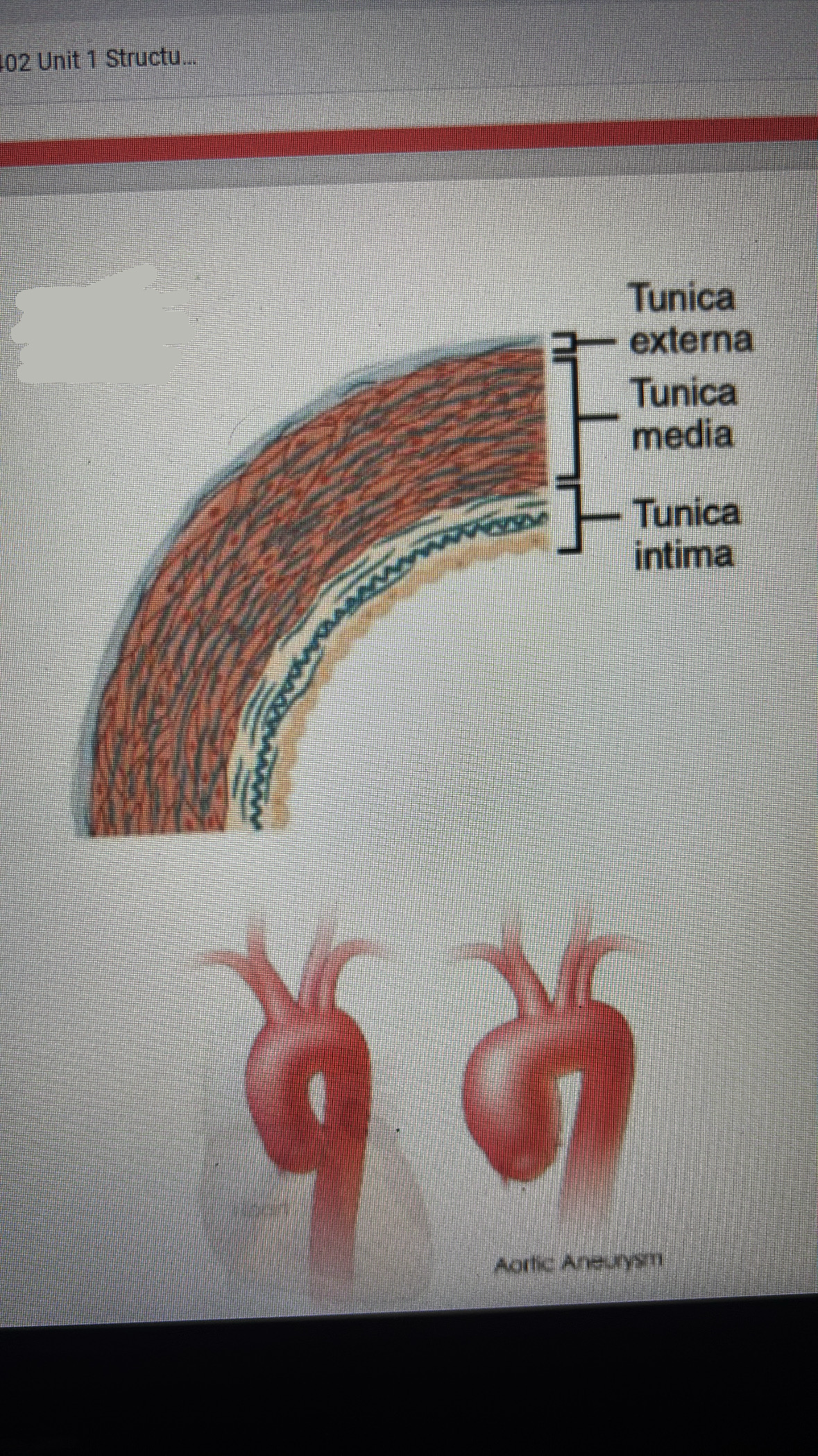 <p>closest arteries closest to the heart</p><ul><li><p>tunica media consist of many (40-70) sheets of elastic fibers</p></li></ul><p></p>