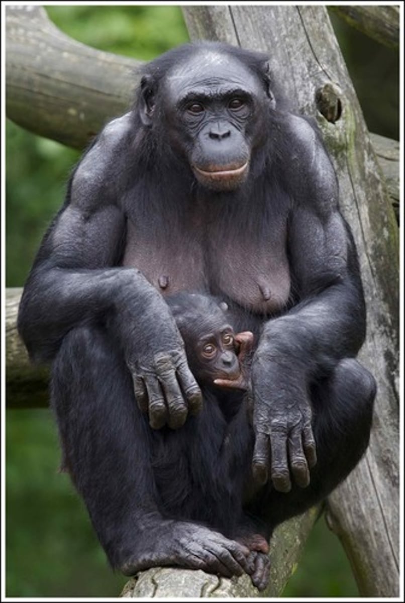 <p>A species of great ape closely related to chimpanzees. (tinh tinh lùn)</p>