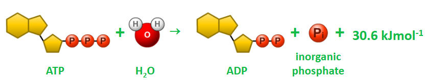 <p>ATP stores energy as chemical potential when it is synthesise by ATP synthase in a condensation reaction.</p><p>ATP is hydrolysed to ADP and inorganic phosphate.<br>The products are more stable and have lower free energy than ATP, so energy is released.</p>