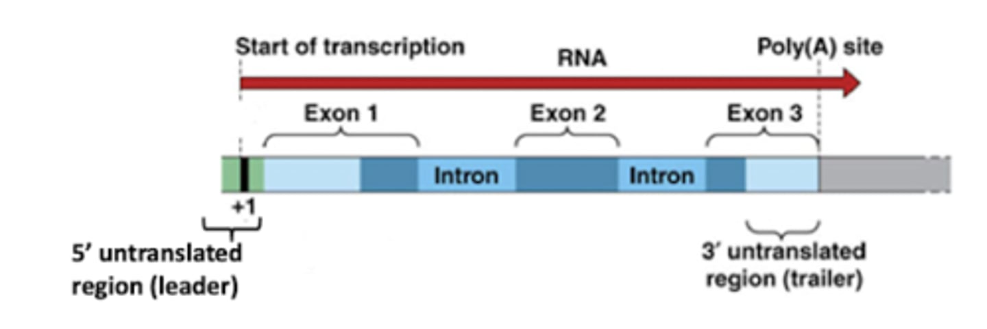 <p>Flanking region where mRNA is directly upstream from the initiation codon, so it is not translated to mRNA</p>