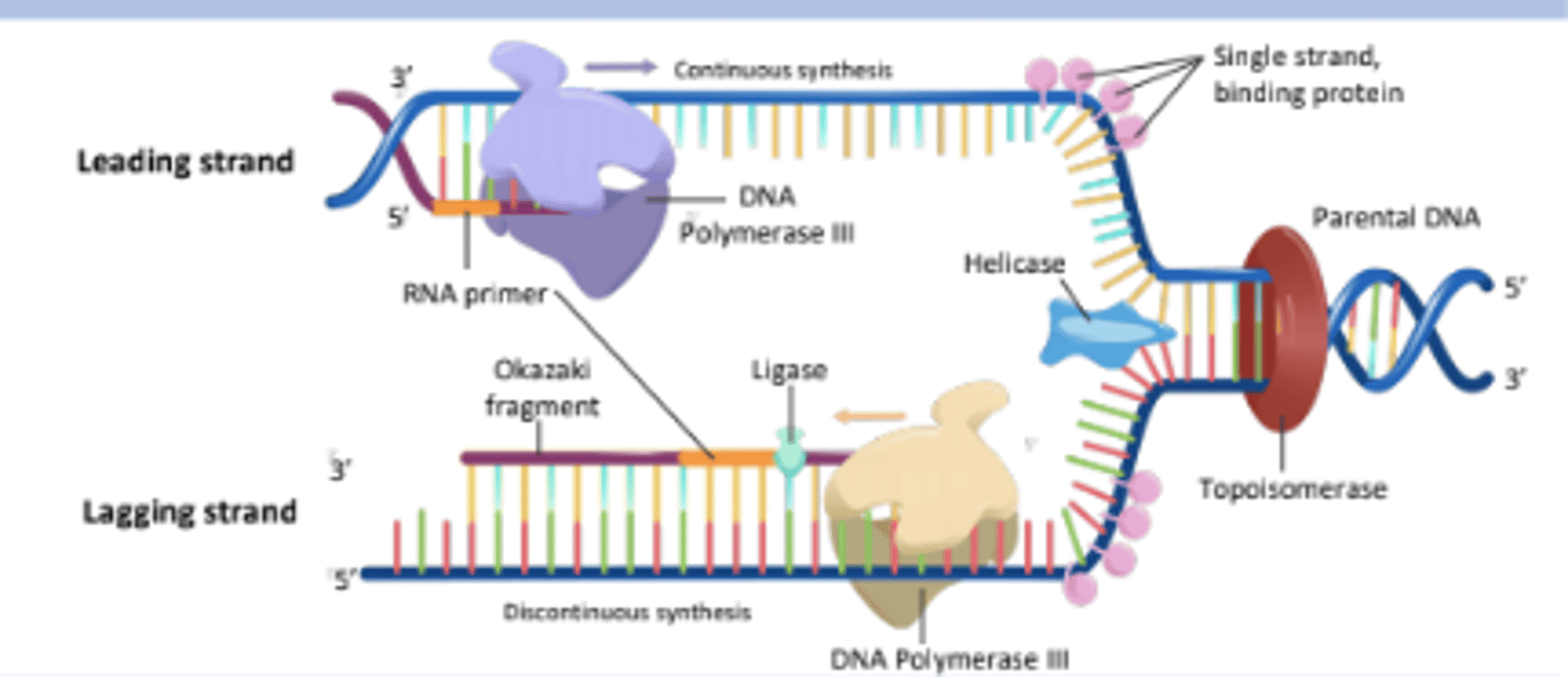 <p>Short stretches of nucleotides synthesized on the lagging strand during DNA replication.</p>
