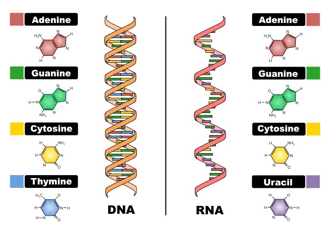 <p><span style="font-family: sans-serif">DNA = double helix chain of sugar-phosphates</span><span><br></span><span style="font-family: sans-serif">(deoxyribo-sugar-phosphates) connected by nucleic acids</span></p><p><span style="font-family: sans-serif">RNA = a single stranded chain of sugar-phosphates (ribo-sugar-phosphates) containing nucleic acids</span></p>