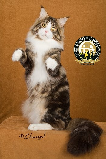 what cat breed is this 