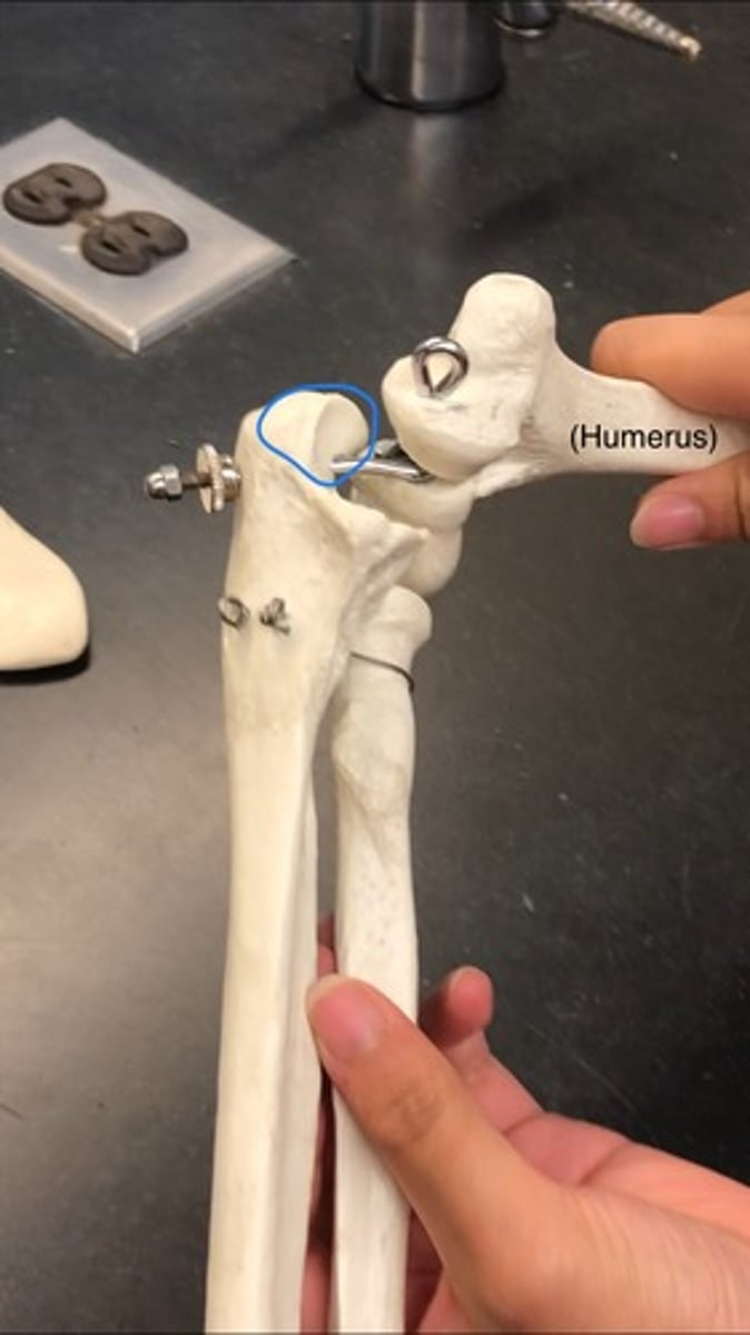 <p>"scooper"; posterior; fits into olecranon fossa</p>