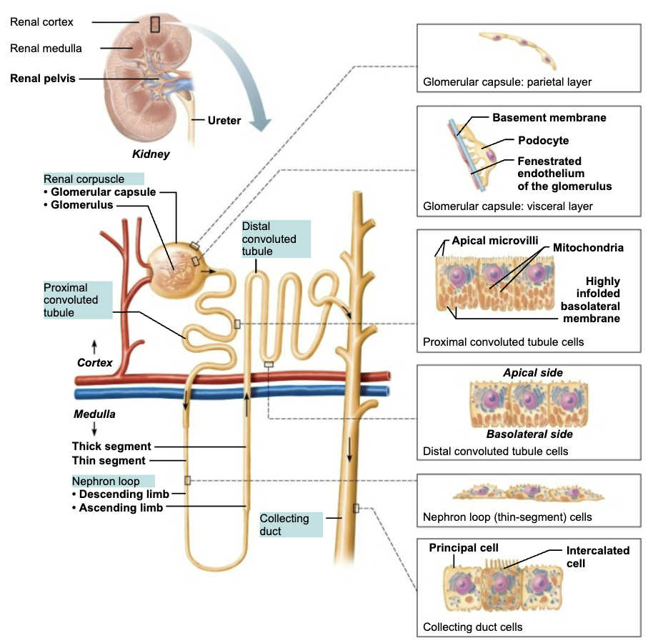 <ol><li><p><strong>Glomerulus </strong></p><ul><li><p><span style="color: blue;"><strong><span>STURCTURE</span></strong></span><span style="color: red;"><strong><span> </span></strong></span></p><ul><li><p><span style="color: blue;">Tufts of capillaries</span> composed of <span style="color: purple;"><strong><em>fenestrated endothelium</em></strong></span> </p></li></ul></li><li><p><span style="color: red;"><strong><span>FUNCTION </span></strong></span></p><ul><li><p>Highly porous capillaries (fenestrated)</p></li><li><p>Allows for efficient <span style="color: purple;"><strong><span>filtrate</span></strong></span> formation</p></li></ul></li></ul></li><li><p><strong> Glomerular capsule </strong>(<em>Bowman’s capsule</em>)</p><ul><li><p><span style="color: blue;"><strong><span>STURCTURE</span></strong></span></p><ul><li><p><span style="color: blue;">Parietal layer</span> → <span style="color: purple;"><strong><em>simple squamous epithelium</em></strong></span></p></li><li><p><span style="color: blue;">Visceral layer</span> → clings to glomerular capillaries; branching <span style="color: purple;"><strong><em>epithelial podocytes</em></strong></span></p></li></ul></li><li><p><span style="color: red;"><strong><span>FUNCTION</span></strong></span><strong><span> </span></strong></p><ul><li><p>Cup-shaped hallow structure surrounding glomerulus</p></li></ul></li></ul></li></ol><p></p>