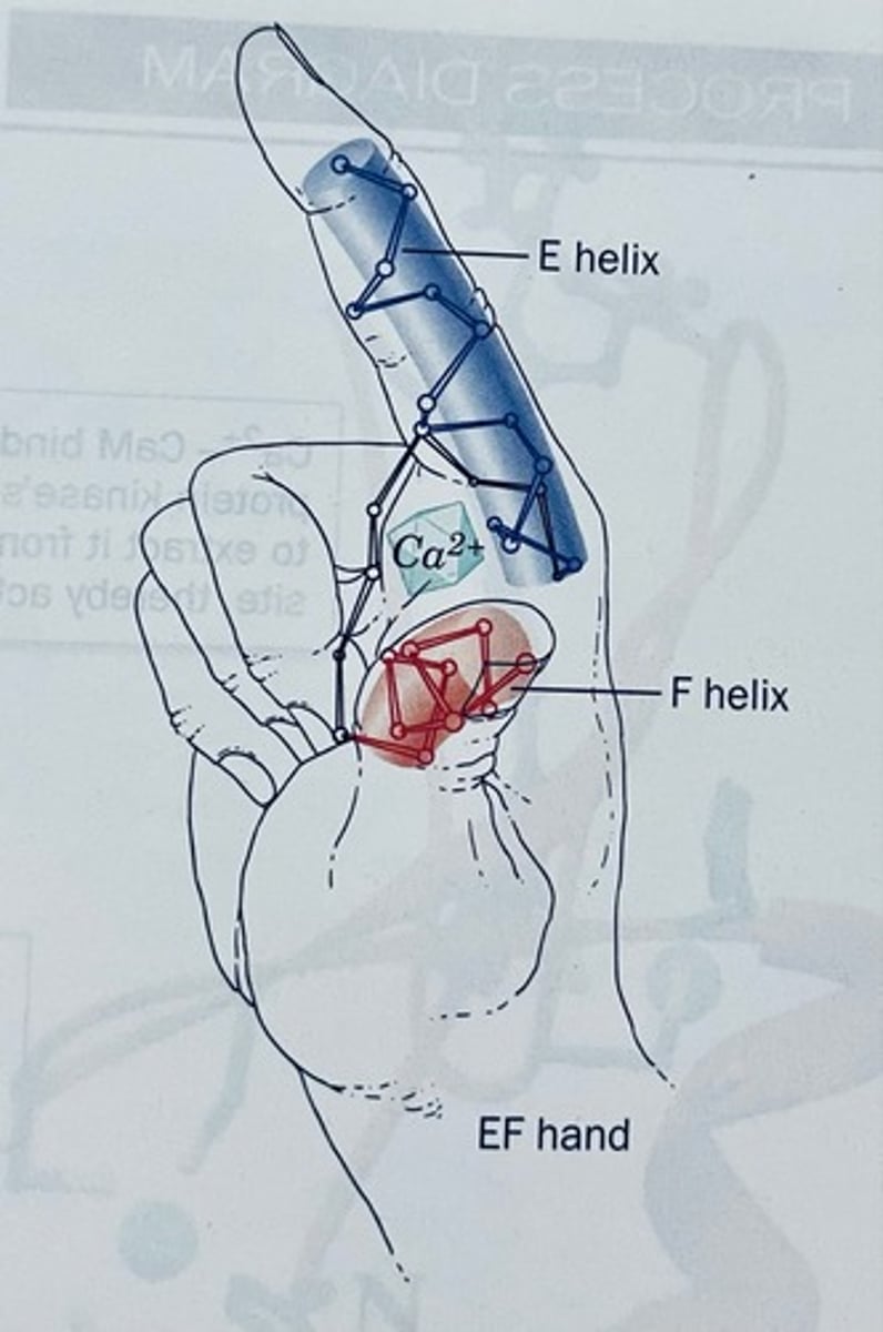 <p>Ca2+ binding motif that consists of E and F helix with binding site in centre</p>