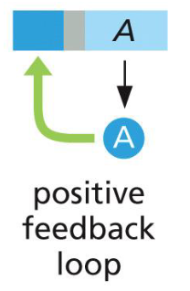 <p>e.g. lambda repressor protein</p><p>can be used to create cell memory — like staying differentiated in cell division</p>