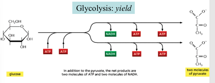 <p>2 ATP consumed at the energy investment phase</p><p>4 ATP and 2 NADH produced at the energy generation phases </p><p><strong>net yield": 2 ATP + 2 NADH</strong></p>
