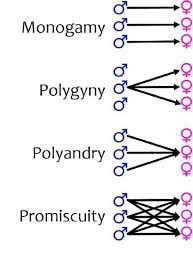<ul><li><p>Monogamy</p></li><li><p>Polygamy</p></li><li><p>Polygyny</p></li><li><p>Polyandry</p></li><li><p>Promiscuity</p></li></ul><p></p>