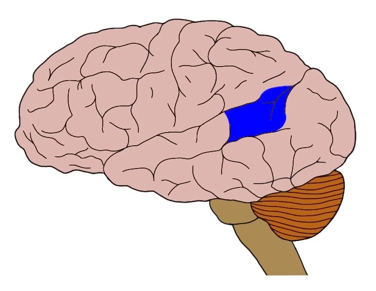 <p>region of the brain that contains motor neurons involved in the comprehension of speech</p>