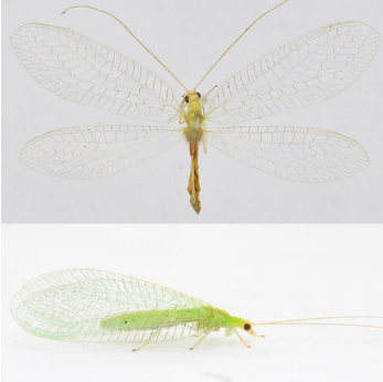 <p><span>Vrij algemeen. De soort komt vooral voor in de noordelijke helft van Nederland, maar er zijn ook enkele waarnemingen uit Limburg. Middelgrote tot grote (flets)groene gaasvlieg met een gelige kop en donkerpaarse ogen. De soort heeft opvallend lange haren aan de vleugelvoorrand, vandaar de naam franjegaasvlieg. Het costaalveld is daarnaast relatief breed en de costaaladers zijn zwart. De soort heeft geen vlekken op de kop en mist een gele lengtestreep op de rug.</span></p>