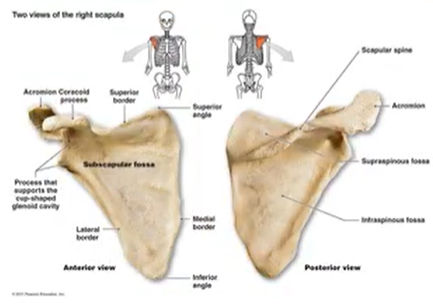 <p>situated under or beneath</p>