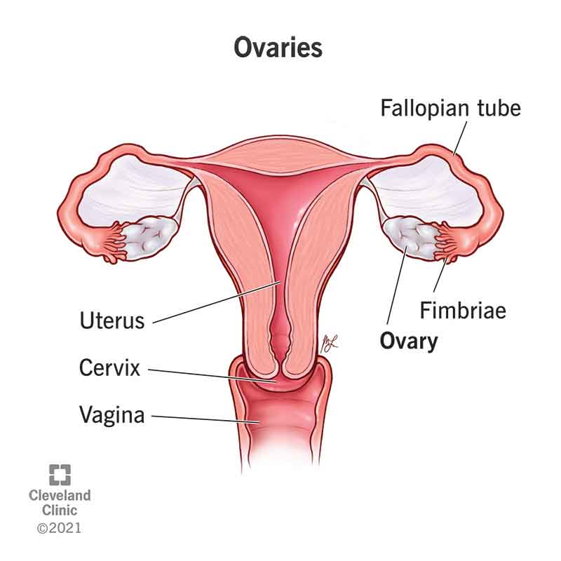 <ul><li><p>Ovaries produce estrogen and progesterone. Are stimulated by FSH and LH.</p></li><li><p>Estrogen Matures reproductive organs, spurs on the appearance of secondary sex charecteristics, with progesterone cause breast development and menustral cycle</p></li><li><p>Placenta does the same but also releases hCG (tells u ur gregnant)</p></li></ul><p></p>