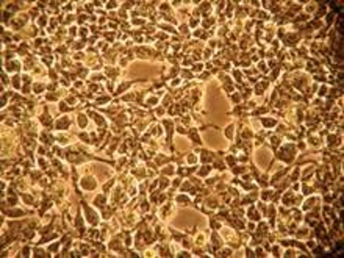 <p>Cells grown under controlled conditions for research.</p>