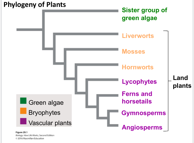 
1. Sister group of green algae
2. Bryophytes (LAND PLANTS) 

* Liverworts 
* Mosses
* Hornworrts


3. Vascular Plants  (LAND PLANTS) 

* Lycophytes 
* Ferms and horsetails
* Gymnosperms
* Angiosperms

\
They’re all common ancestors  