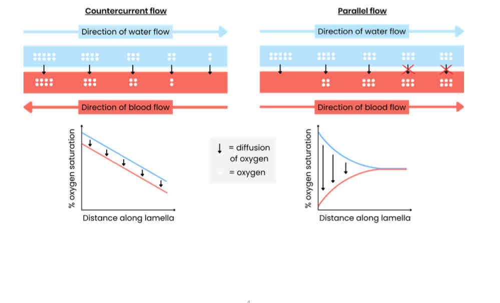 <p>Explain how the gills of fish are adapted for gas exchange</p><p>Counter current flow:</p><p>If parallel flow, equilibrium would be reached so oxygen wouldn’t diffuse into blood along the whole gill plate.</p>