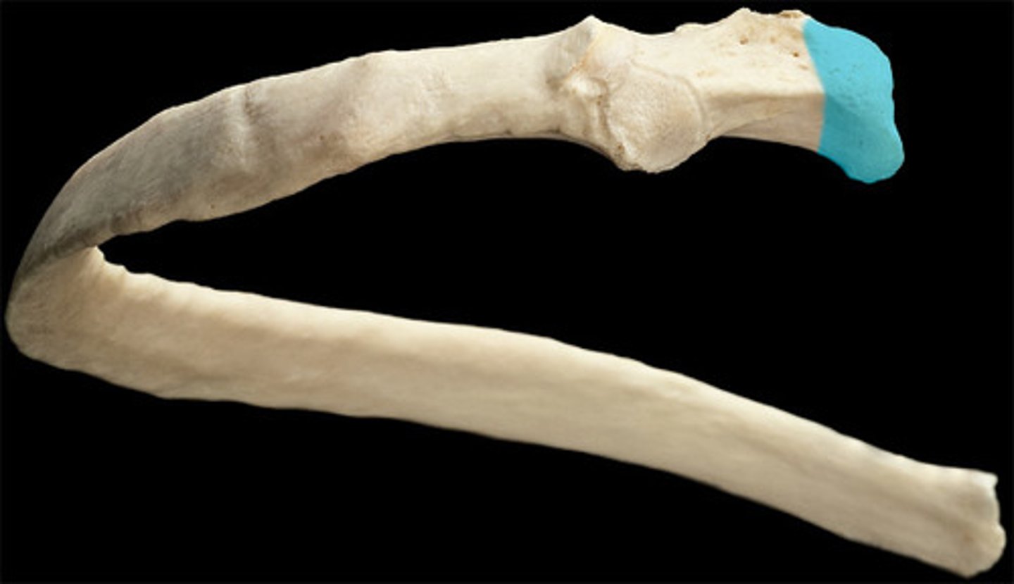 <p>rounded surface attaching to vertebrae</p>