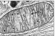 <p>What organelle is this? </p>