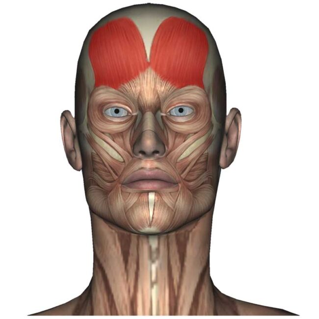 <p>Frontalis</p>