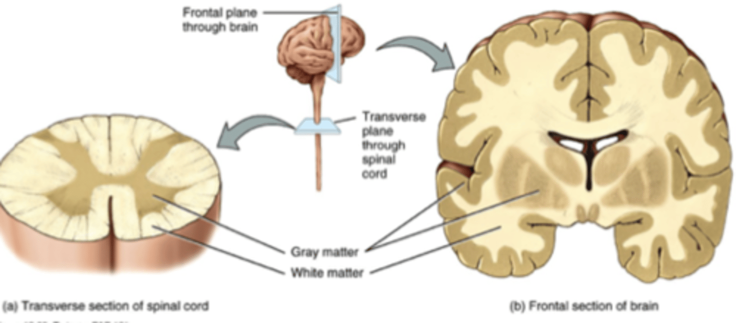 <p>Myelinated axons (Ex. Inner of brain, and outer of spinal cord)</p>