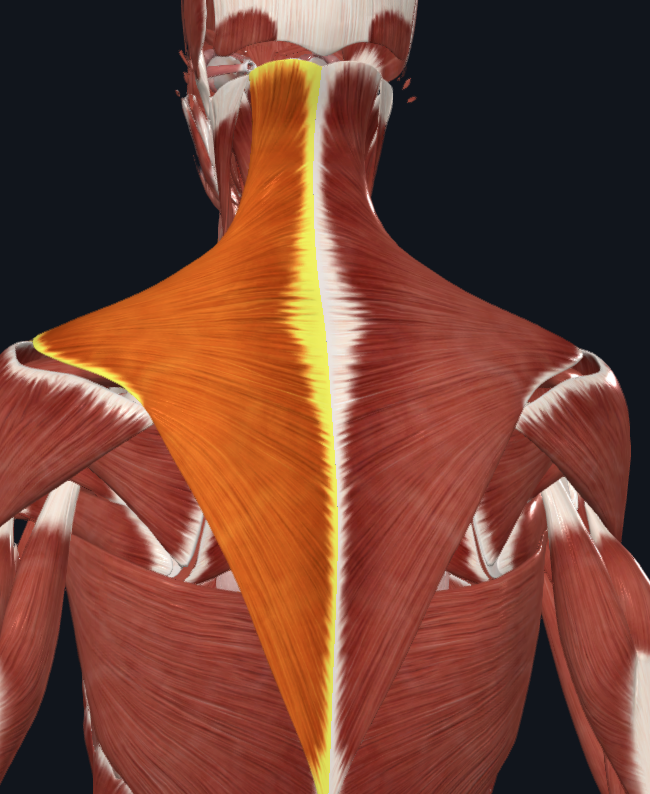 <p>What muscle is this?</p>