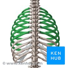 <p>true ribs 1-7 - <strong>connect directly to the sternum via their own individual costal cartilages</strong></p>