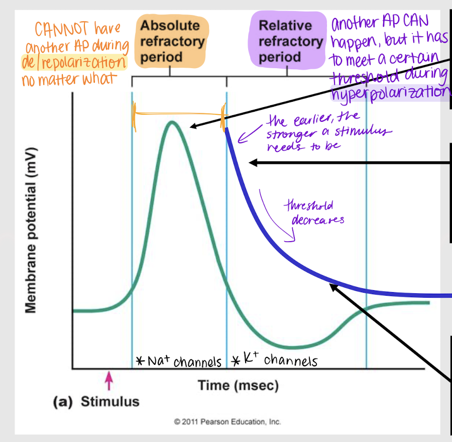 <p>relative refractory period; stronger; weaker</p>