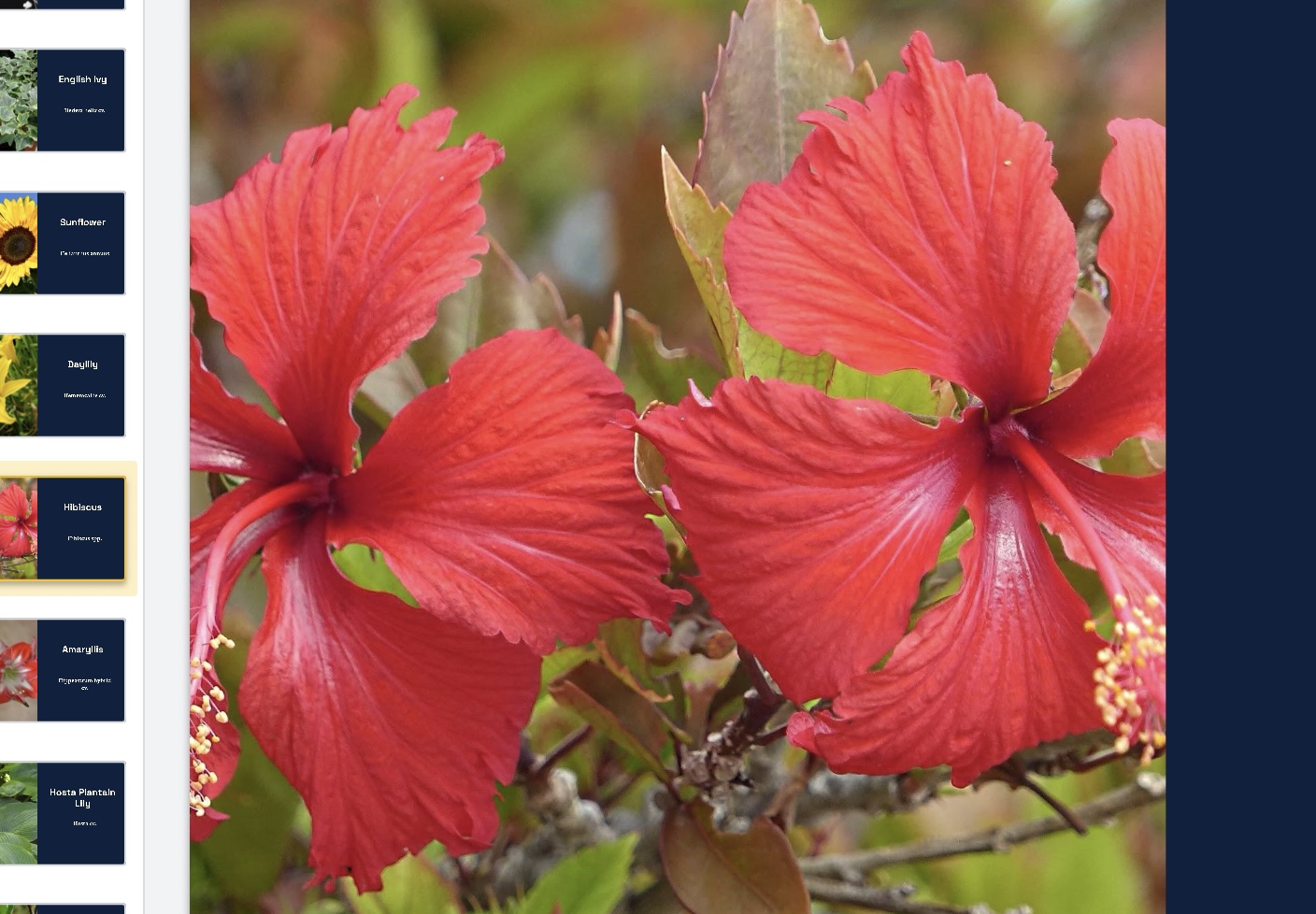 <p>Hibiscus spp. </p>