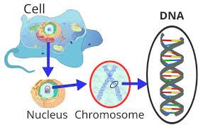 <p>(Organelle Worksheet) <strong><u>The Parts of a Cell:</u></strong> DNA</p>