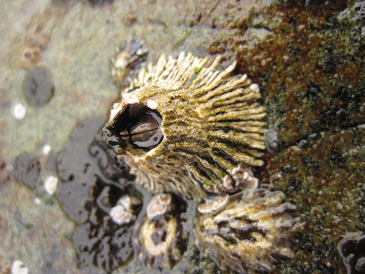 <p>Thatched Barnacle</p>