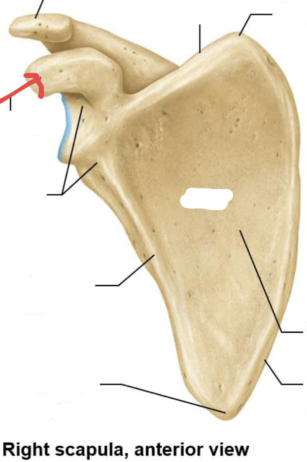<p>what is this part of the scapula?</p>