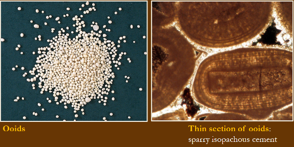 <p>Ooids are theorized to form in high energy waters, giving them their more stable form and internal structure while peloids form in low energy, calm waters (lagoons). They are less compact and often softer than ooids, with no internal structure</p>