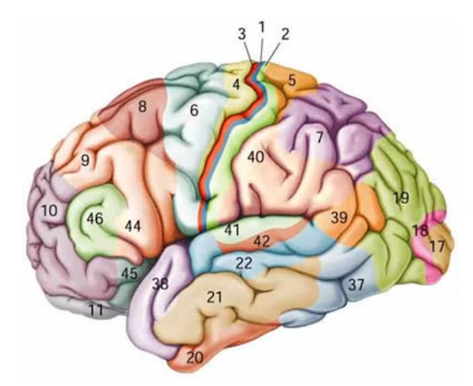 <p>broadman areas: 3,1,2 (in that order) is _____ _______ cortex, 4 is ______ ___ cortex, 17 is ______ _____ cortex, and 41 is ____ ____ cortex </p>
