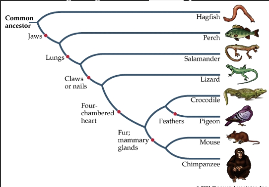 <p><span>If considering the entire cladogram, what is the <strong>ingroup</strong>?</span></p>