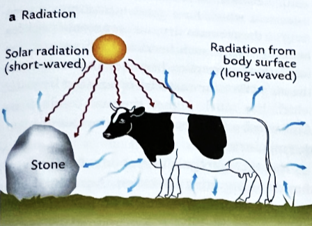<ul><li><p>involves the heat that is emitted between the body and environment</p></li><li><p>can gain and lose heat via radiation</p></li><li><p><strong>Daytime:</strong> Sun #1</p></li><li><p><strong>What Else is Outside?</strong></p><ul><li><p>farm buildings, coat color</p></li></ul></li></ul><p></p>