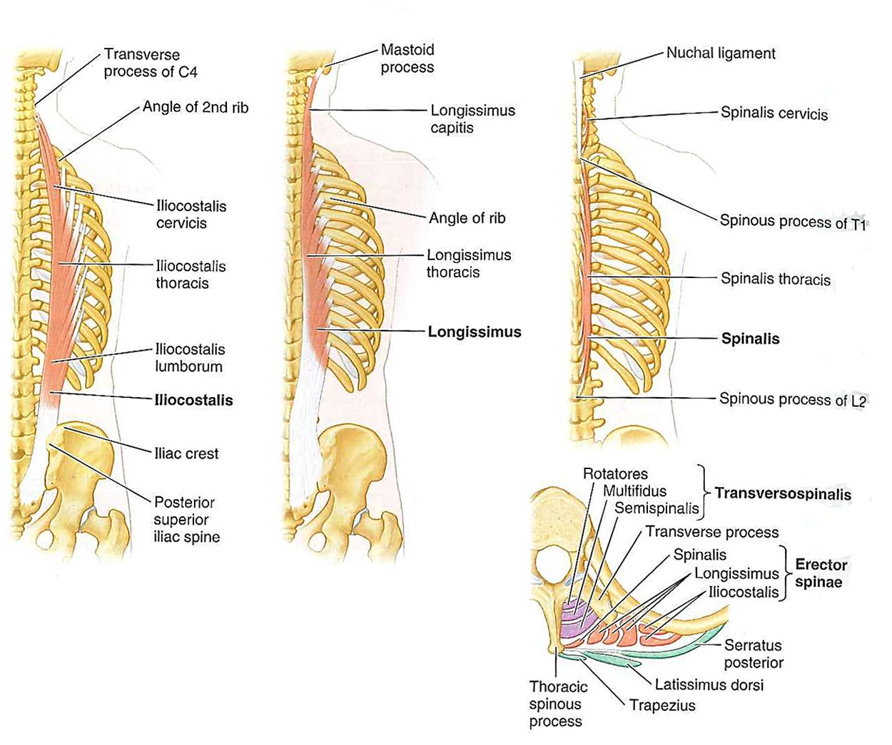 <p>Erector Spinae Group NV</p>
