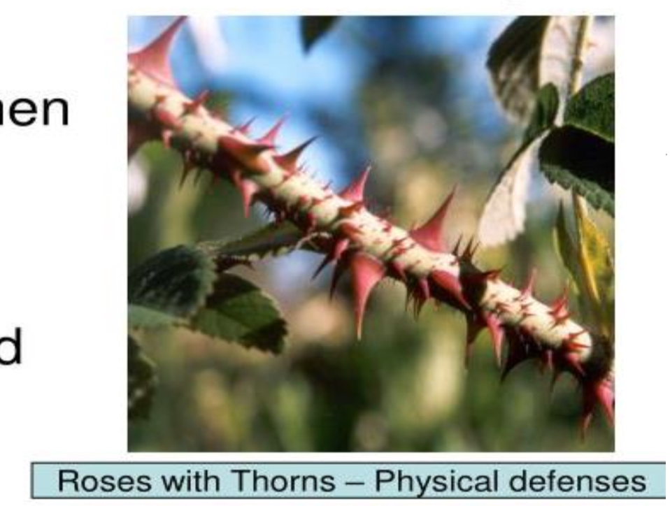 <p>Thorns on roses, spines on a cactus</p>
