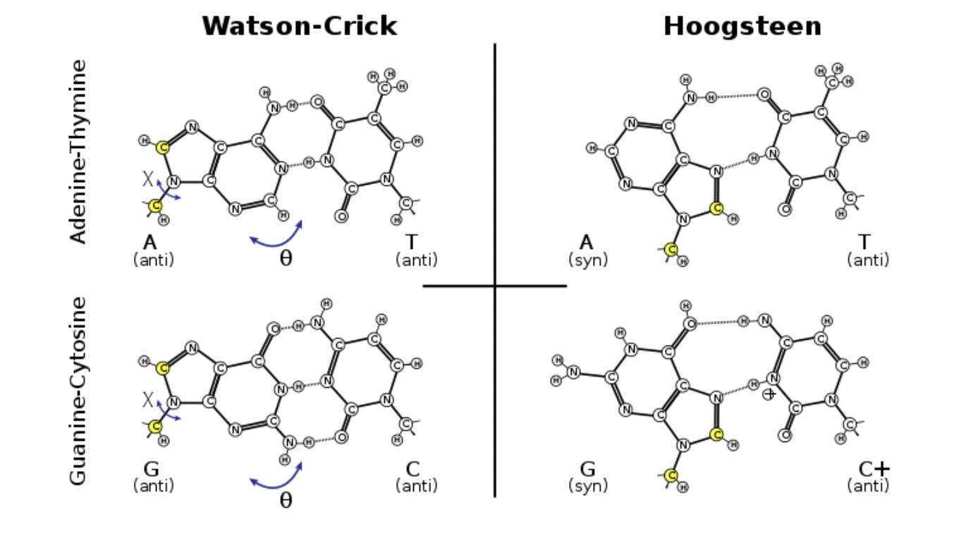 What Forces Stabilize Secondary Structures? 
