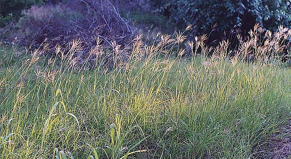 <p>King Ranch Bluestem</p>