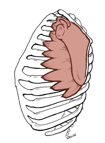 <p>Origin: <span>Ribs 1-8 or 9</span></p><p>Insertion: <span>Medial border of the Scapula on its costal (deep) surface</span></p><p>Action: <span>it draws the scapula forward; the inferior fibers rotate the scapula superiorly</span></p>