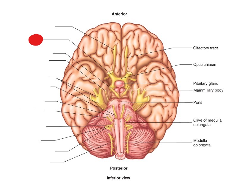 <p>ID Structure</p>