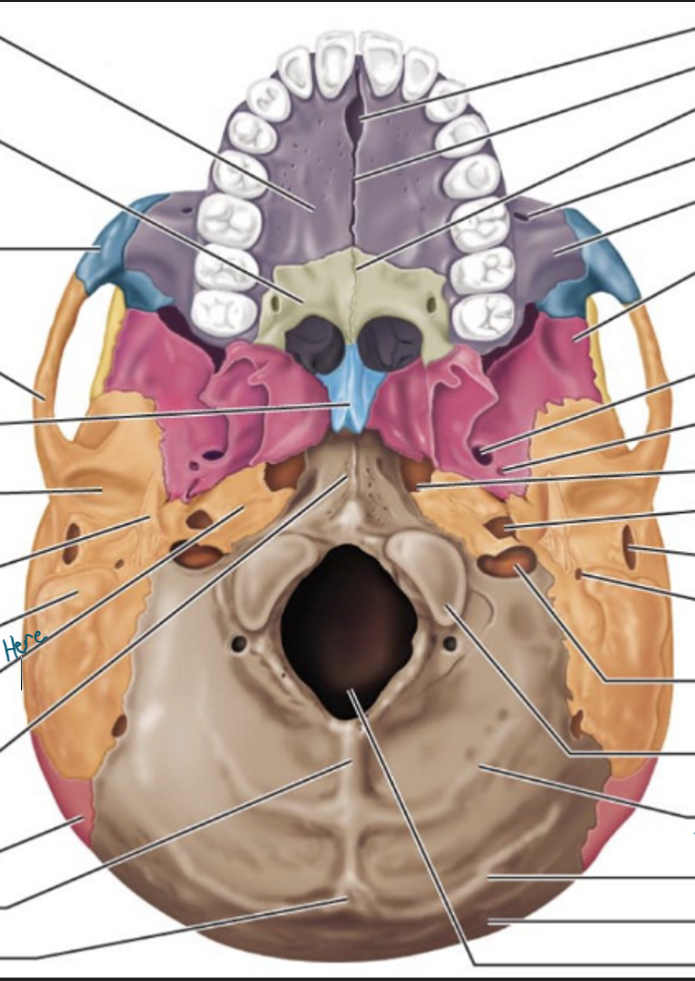 knowt flashcard image