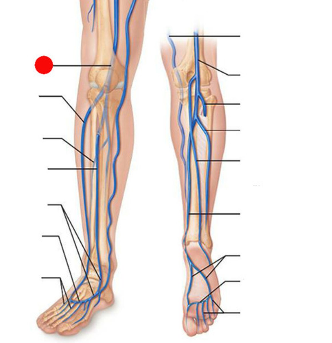 <p>A vein located behind the knee that drains blood from the lower leg.</p>