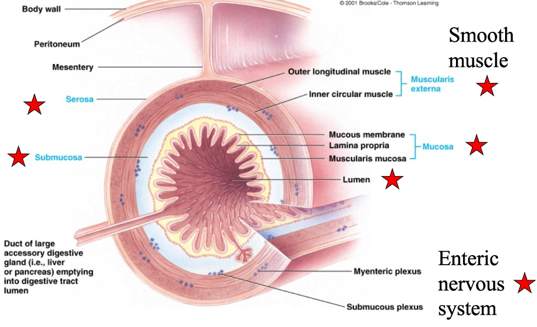 <ol><li><p>Mucosa</p></li><li><p>Submucosa</p></li><li><p>Muscularis Externa (smooth muscle)</p></li><li><p>Serosa</p></li></ol><p>Also includes lumen and enteric nervous system (not tissues)</p><p></p>