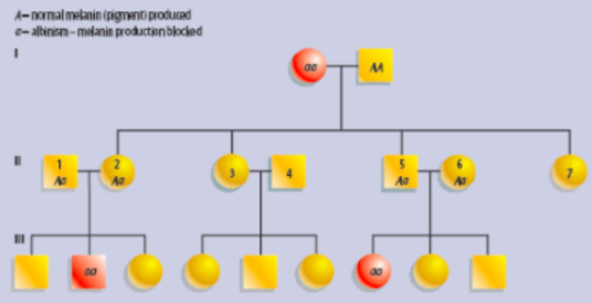 <p>both copies of the allele but be present to be expressed. Can skip a generation, not sex related</p>