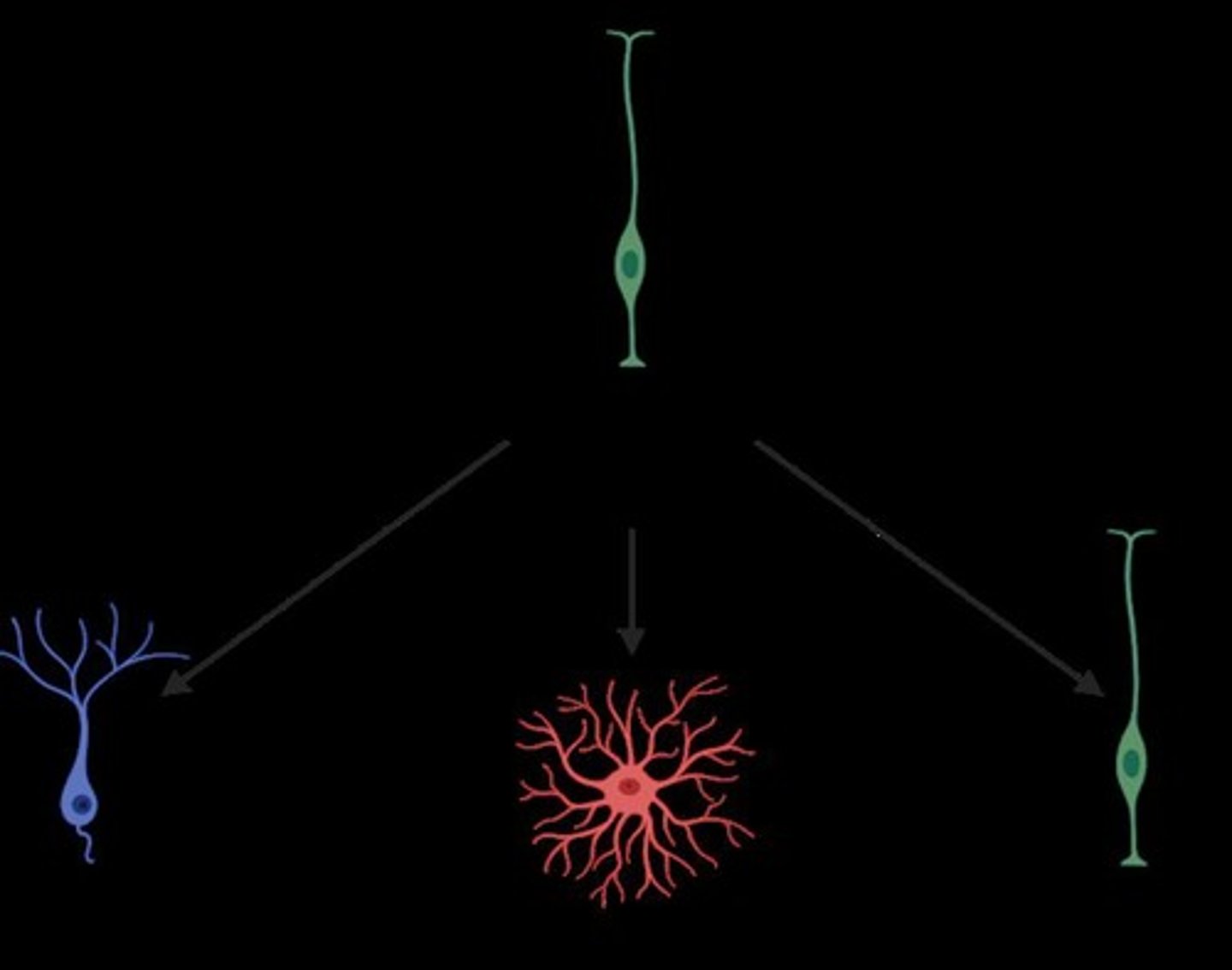 <p>The formation of synapses, where immature synapses initially have few vesicles and no post-synaptic density.</p>