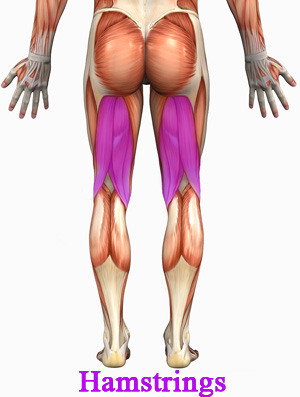 <p>biceps femoris, semitendinosus, semimembranosus</p>