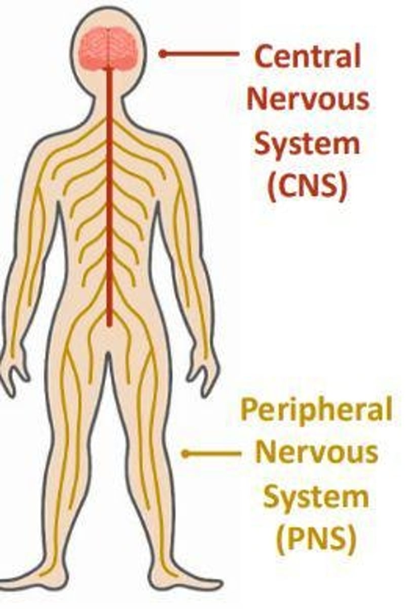 <p>Central Nervous System (CNS) and Peripheral Nervous System (PNS).</p>