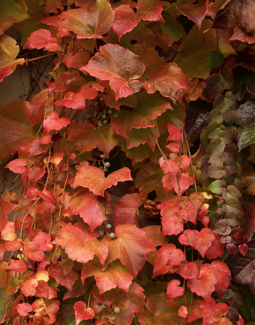 <p>Boston ivy</p><p>ivy with diffrent way leaves look-young old etc VERY distinct leave shape 3 parts and they have little sticky edges to attach to stuff</p>