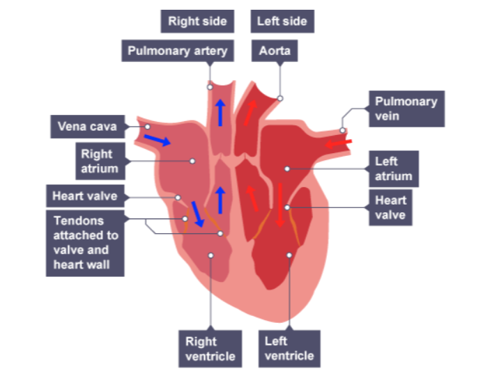 <p>Aorta, Pulmonary vein, Vena cava, Pulmonary artery.</p>